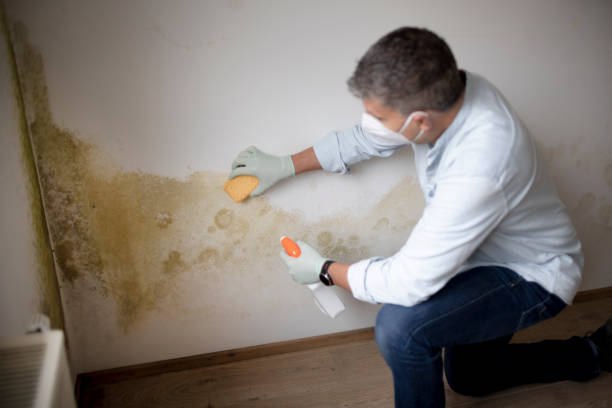 Best Residential Mold Inspection & Testing  in Amboy, WA