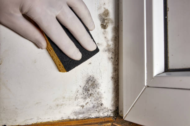 Best HVAC Mold Inspection and Cleaning  in Amboy, WA