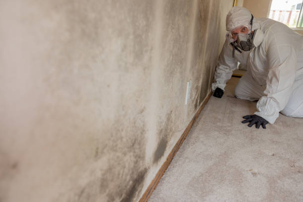 Best Basement Mold Removal  in Amboy, WA